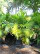 Chinese Fan Palm