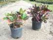 Crotons