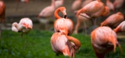 flamingos