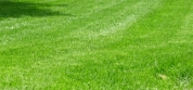 green grass