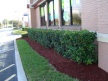 Wendy's Hedges