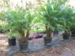 Pigmy Date Palm