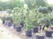 Topiaries